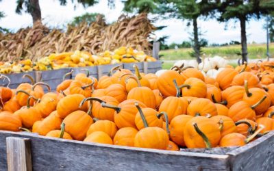 Five Fall Festivities for Your Family